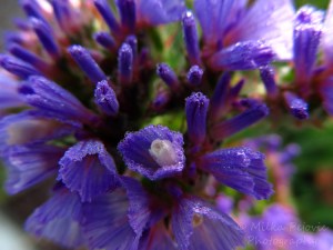 Morning dew in San Diego