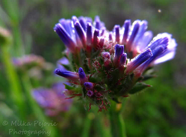 Morning dew droplets in the sunlight