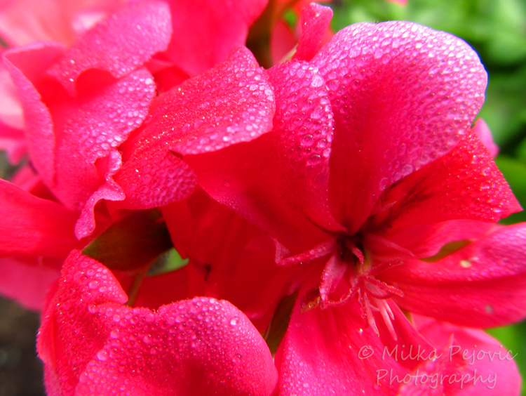 Morning dew on pink geraniums
