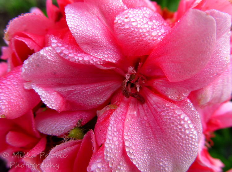 Morning dew on flower petals
