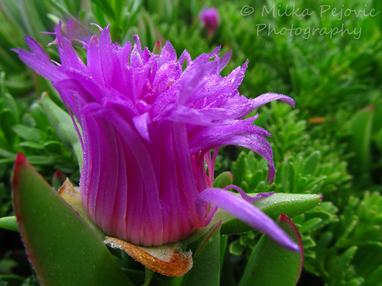 Macro Monday: Ice plant flower