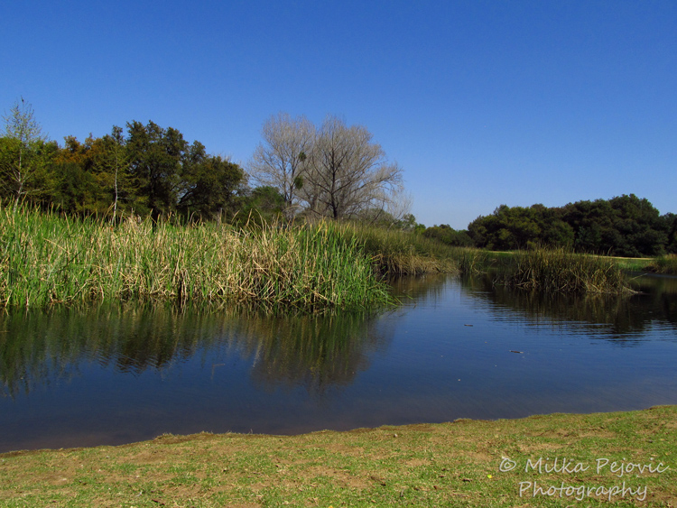 Let's be wild photo challenge - reflections at the pond