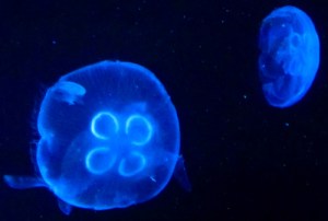 Sea jellies