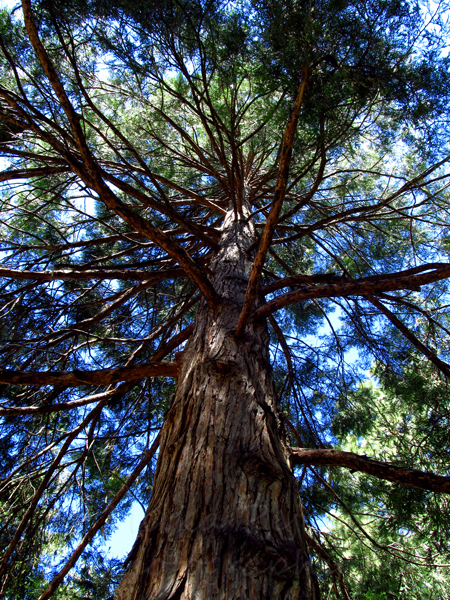 WordPress weekly photo challenge: Up - Looking up a pine tree