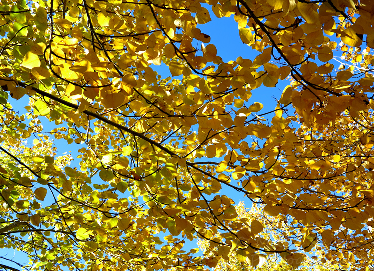 WordPress weekly photo challenge: Up - Yellow poplar leaves in the fall