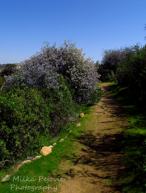 Cee's Fun Foto Challenge: Trail in Dos Picos County Park