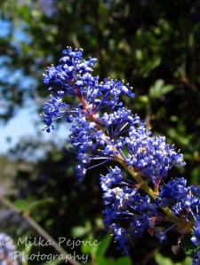 Close-up of Ramona lilac in bloom