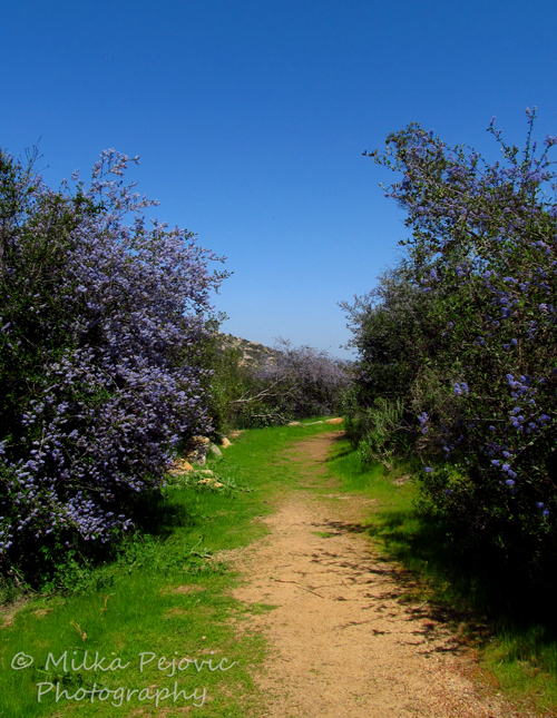 Cee's Fun Foto Challenge: Trail bordered by Ramona lilacs