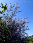 Blooming Ramona lilacs