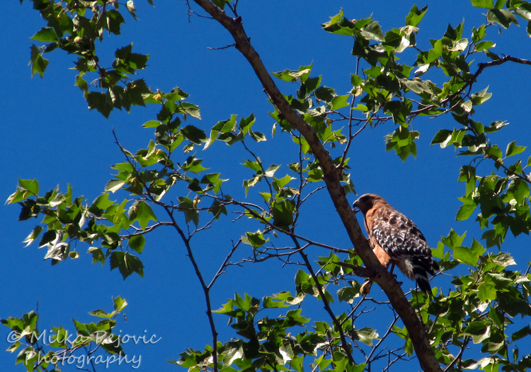 WordPress weekly photo challenge: Up – Red-tailed hawk in a tree