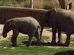 Elephant mother and calf