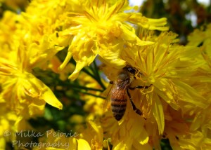 Wordpress weekly photo challenge: Color - yellow flowers and bee