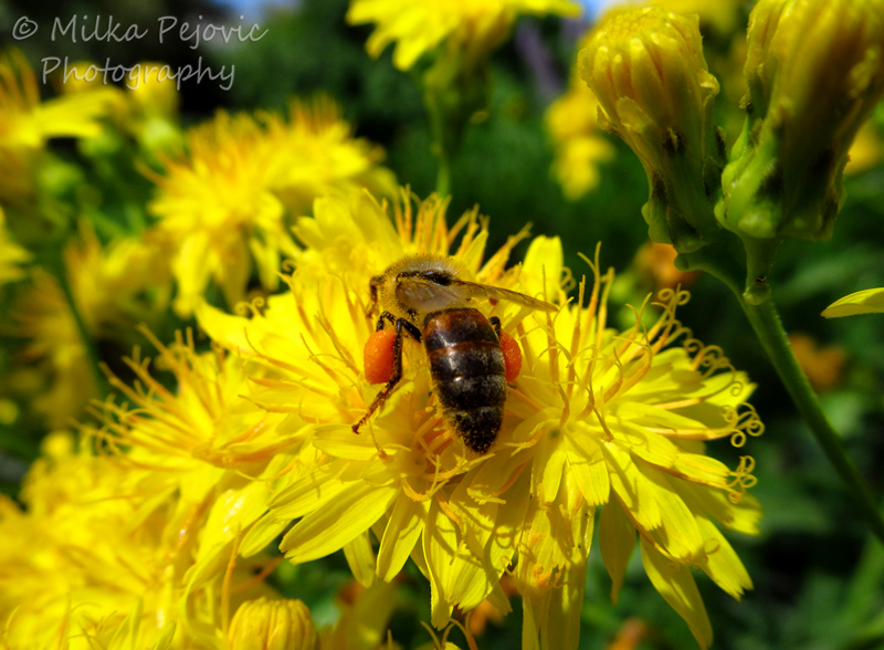 Wordpress weekly photo challenge: Fleeting - bee collecting nectar in bags