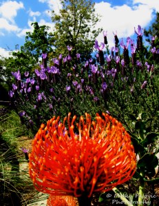 Purple lavender flowers