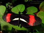 WordPress weekly photo challenge: From above - Postman butterfly (Heliconius Melpomene)
