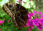 Giant owl butterfly