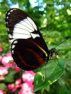 A word a week - face with proboscis of a tiger longwing butterfly