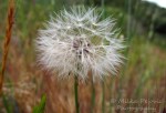 Macro Monday: Dandelion in seed
