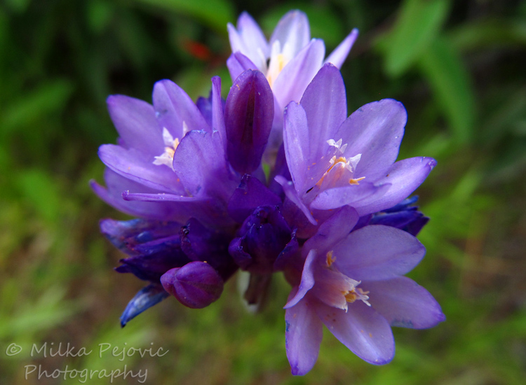 Tiny purple and white wildflowers