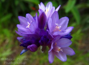 Tiny purple and white wildflowers