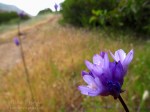 Macro Monday: Small purple wildflowers