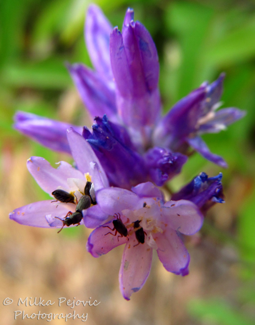 Macro Monday: Tiny bugs in small purple wildflowers