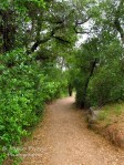 Cee's Fun Foto Challenge: Green trail at Louis Stelzer County Park