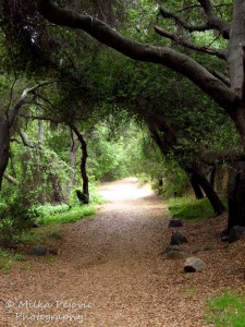 Cee's Fun Foto Challenge: Walking down the trail