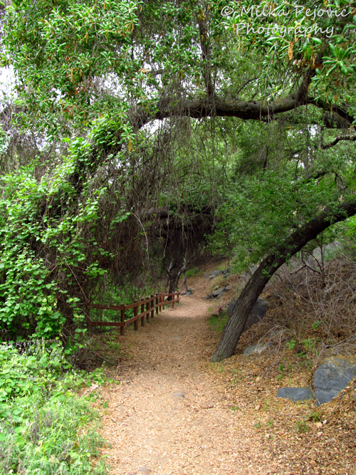 Cee's Fun Foto Challenge: Trail with coast live oak trees