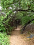 Cee's Fun Foto Challenge: Trail with coast live oak trees