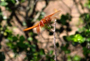 Macro of an orange dragonfly