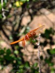 Travel theme: Tilted orange dragonfly