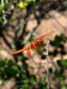 Travel theme: Tilted orange dragonfly