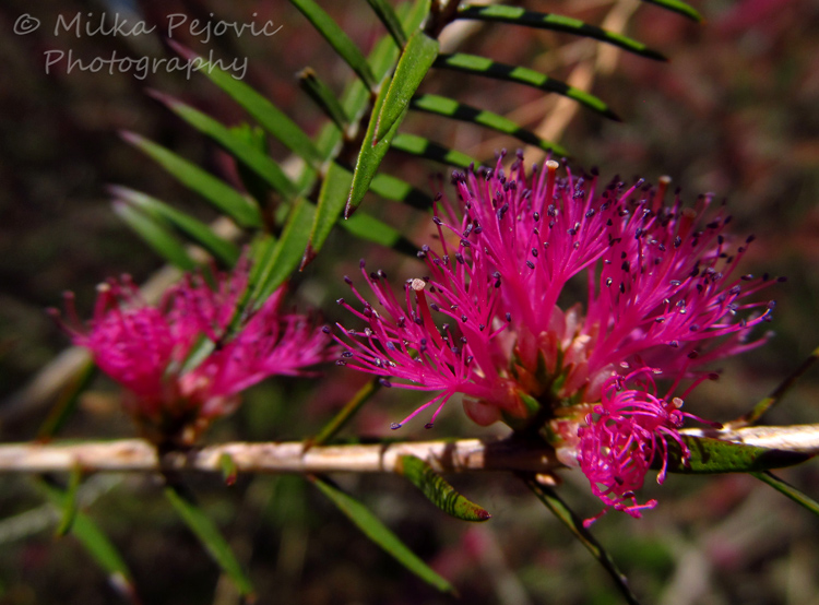 Macro Monday: the blooms of the violet honey-myrtle tree