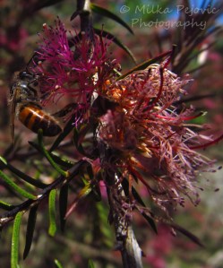 Macro Monday: bee on a violet honey-myrtle bloom