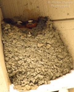 Let’s Be Wild Weekly Photo Challenge - Birds of a feather - swallows in their nest