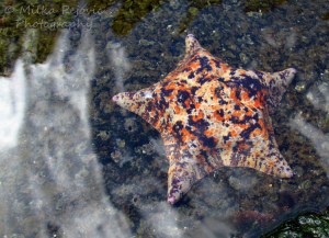 WordPress weekly photo challenge: Sea - colorful sea star