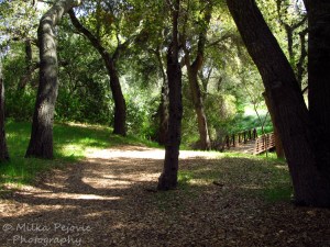 Cee's Fun Foto Challenge: Bridges