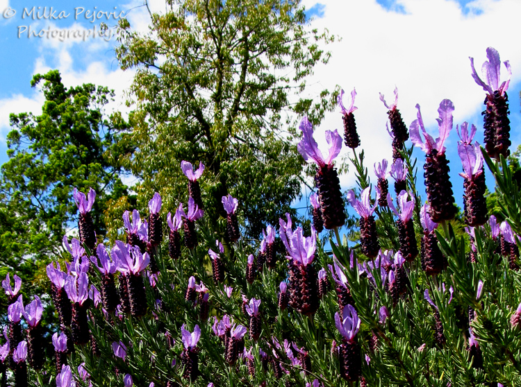Purple lavender blooms