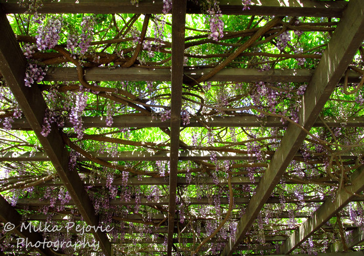 Floral Friday Fotos: Wisteria blooms on a large trellis