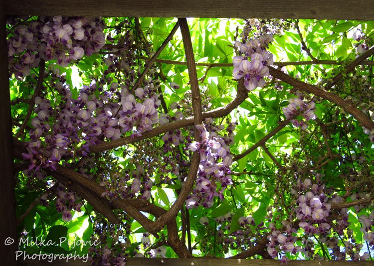 Floral Friday Fotos: Wisteria in bloom