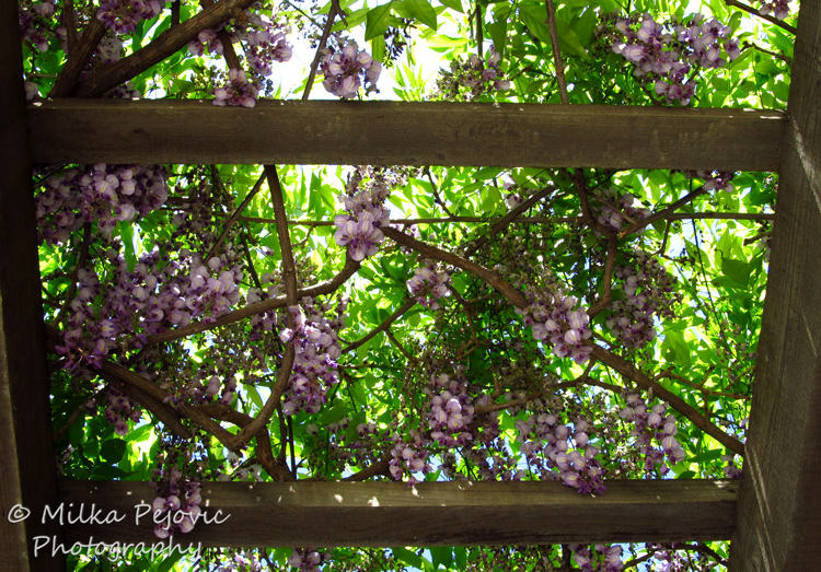 Floral Friday Fotos: Wisteria blooms on wooden trellis