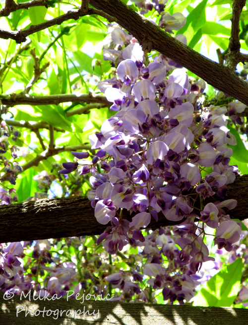 Cluster of wisteria blooms