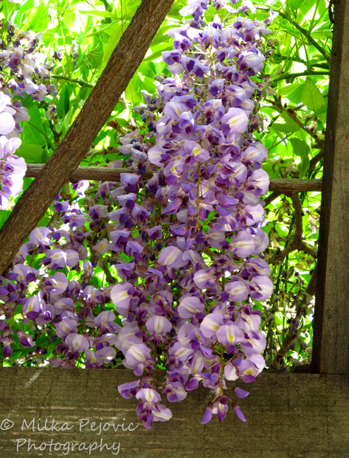 Cluster of wisteria flowers