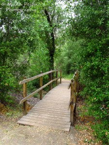 Bridge in the woods of a San Diego county park