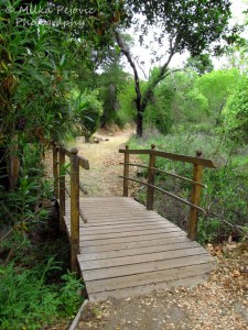 Travel theme: Through the forest