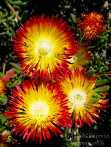 Wordpress weekly photo challenge: Saturated - iceplant blooms