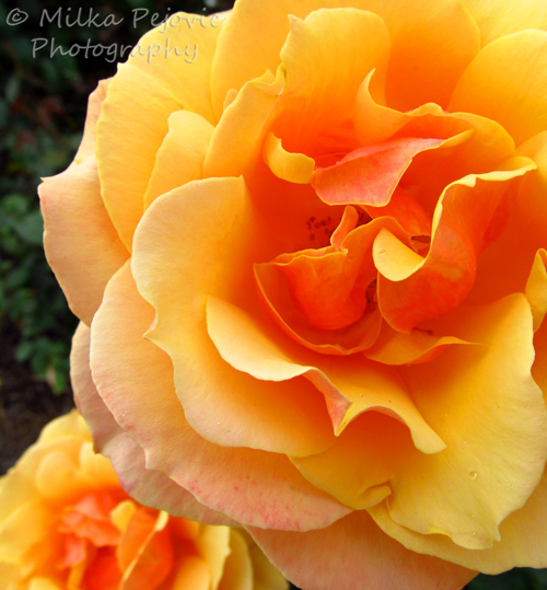 A Word A Week Challenge – Orange tea rose in Balboa Park rose garden