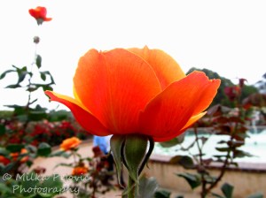 Wordpress weekly photo challenge: an unusual POV - Orange rose at Balboa Park in San Diego
