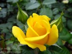 Yellow rose about to open